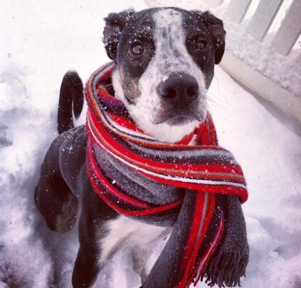 /Images/uploads/Humane Society of Utah/HSUCalendar/entries/1061thumb.jpg